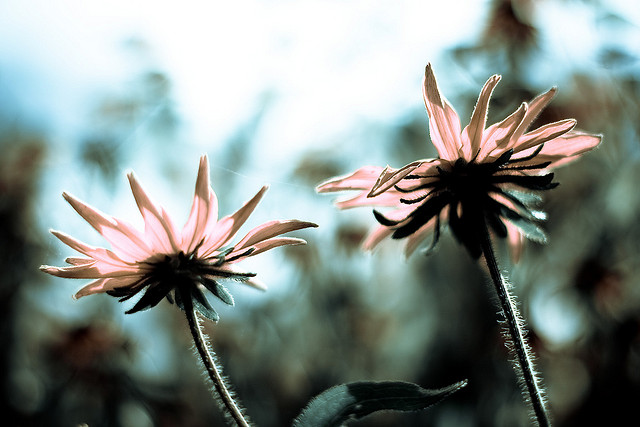 (Photo by harold.lloyd)