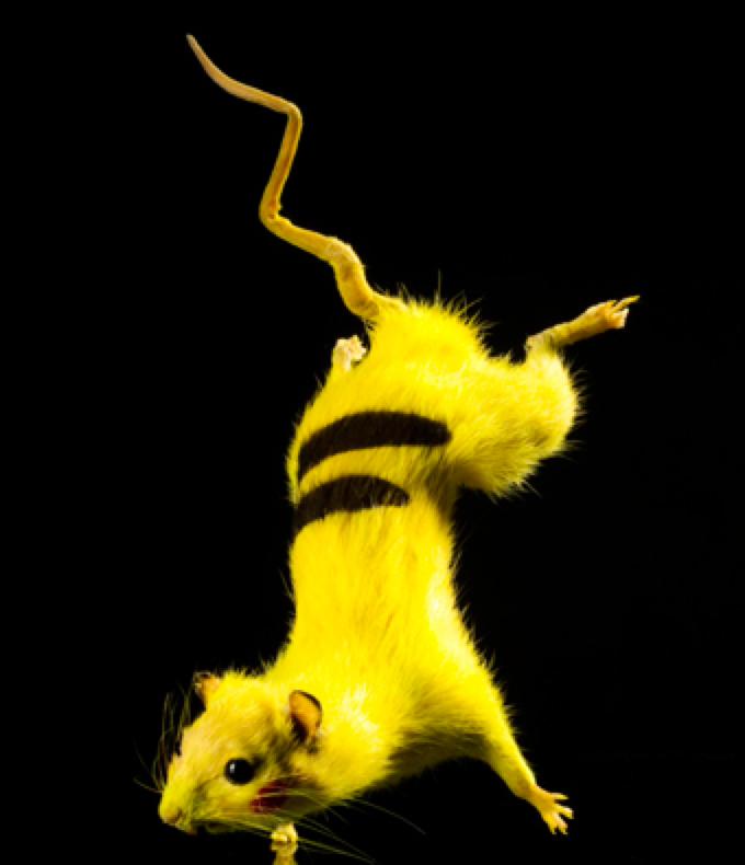 (Photo by chimpom)