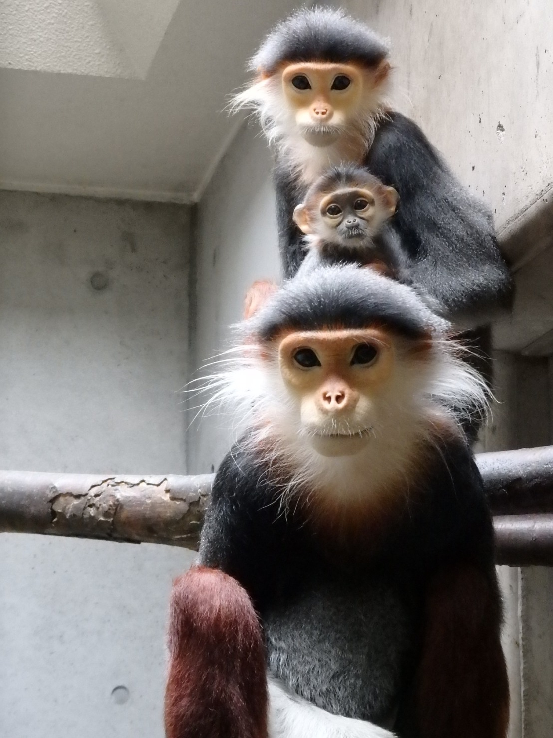 (Photo by よこはま動物園ズーラシア)